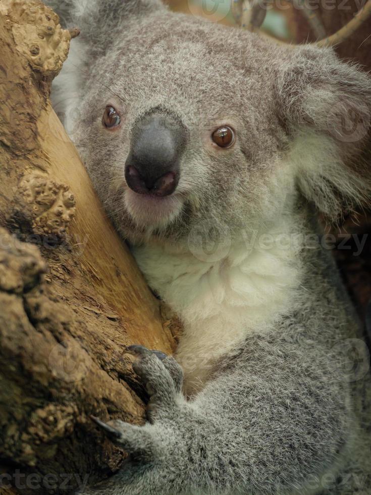 Tiere im Zoo foto