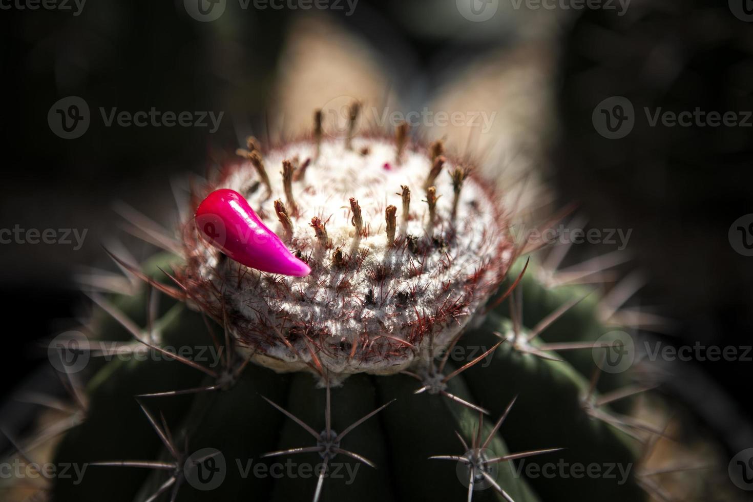 rosa Frucht des Melo-Kaktus auf weißem Cephalium foto