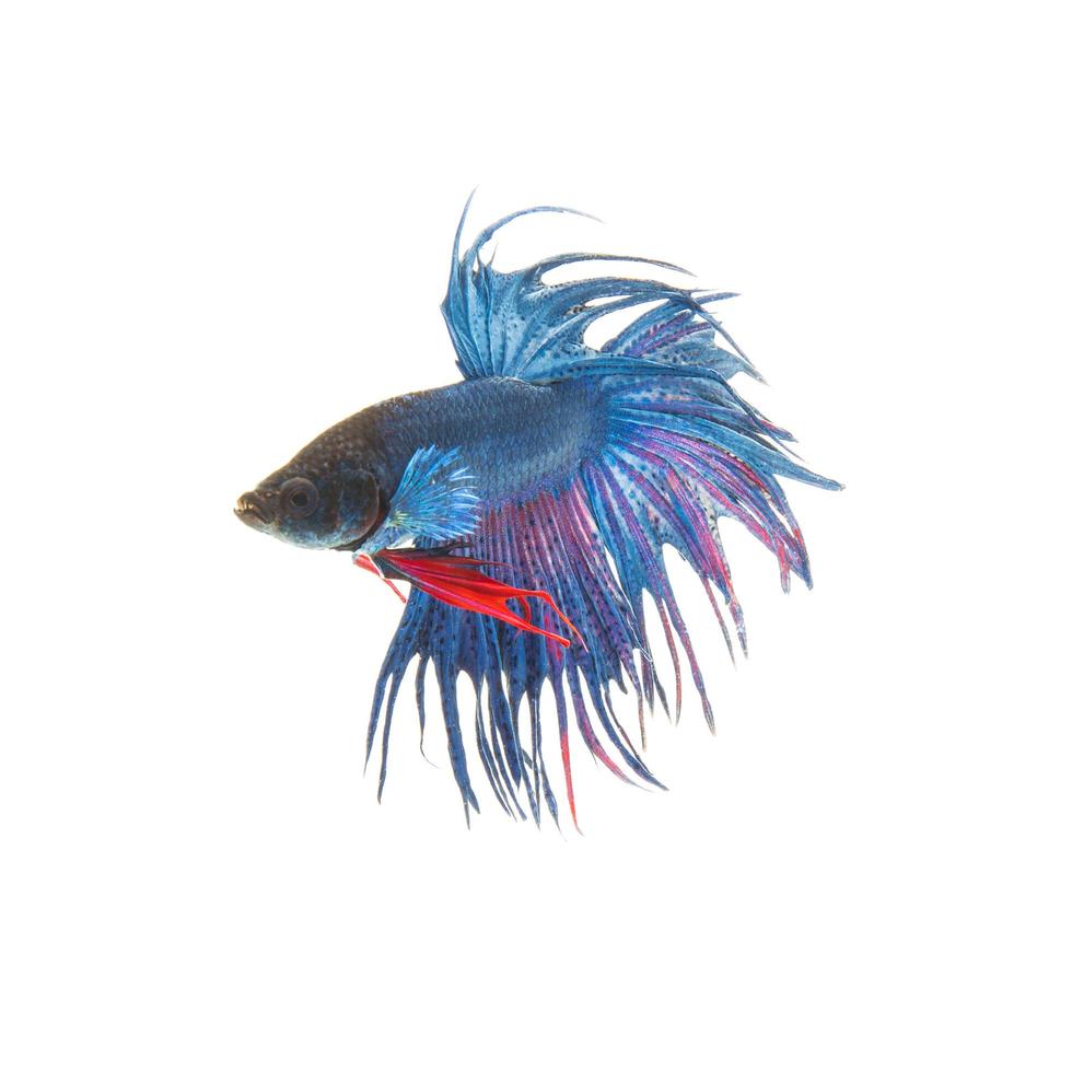 blauer siamesischer kämpfender Fisch, Betta splendens lokalisiert auf weißem Hintergrund foto