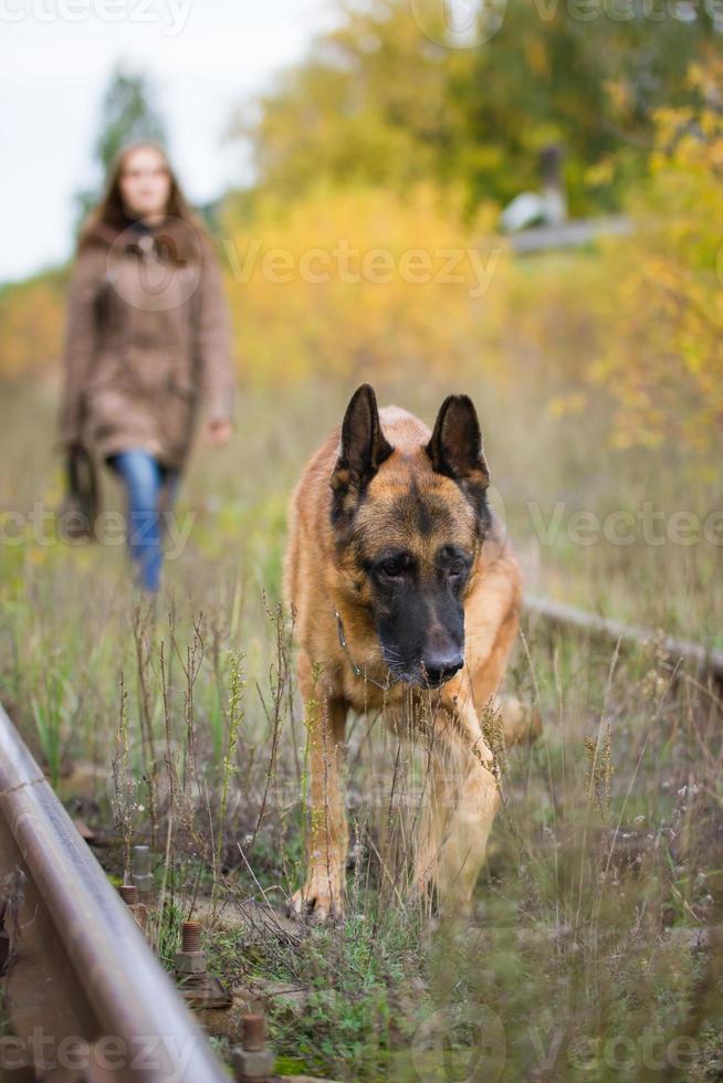 attraktive junge frau, die mit ihrem hund deutscher schäferhund im herbstwald spazieren geht, in der nähe der bahn - haustier steht im fokus foto