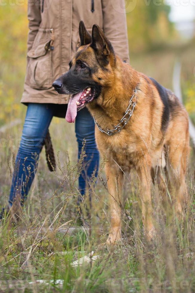 attraktive junge frau, die mit ihrem hund deutscher schäferhund im herbstwald, in der nähe der bahn, posiert foto