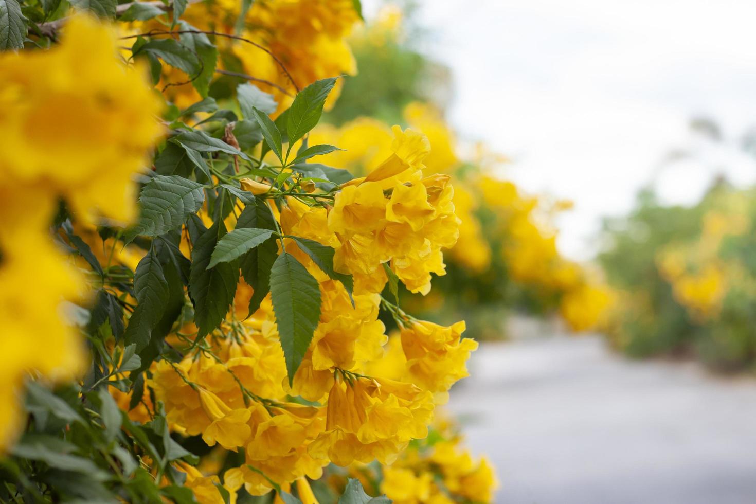 Gelber Holunder, Trompetenbusch, Trompetenblume blühen auf beiden Seiten der Straße. foto