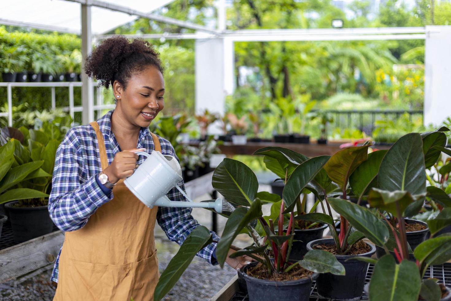 Die afroamerikanische Gärtnerin verwendet eine Gießkanne, um ihre Zimmerpflanze in ihrem Gewächshaus im Gärtnereizentrum für einheimische und exotische Pflanzenzüchter zu füttern foto