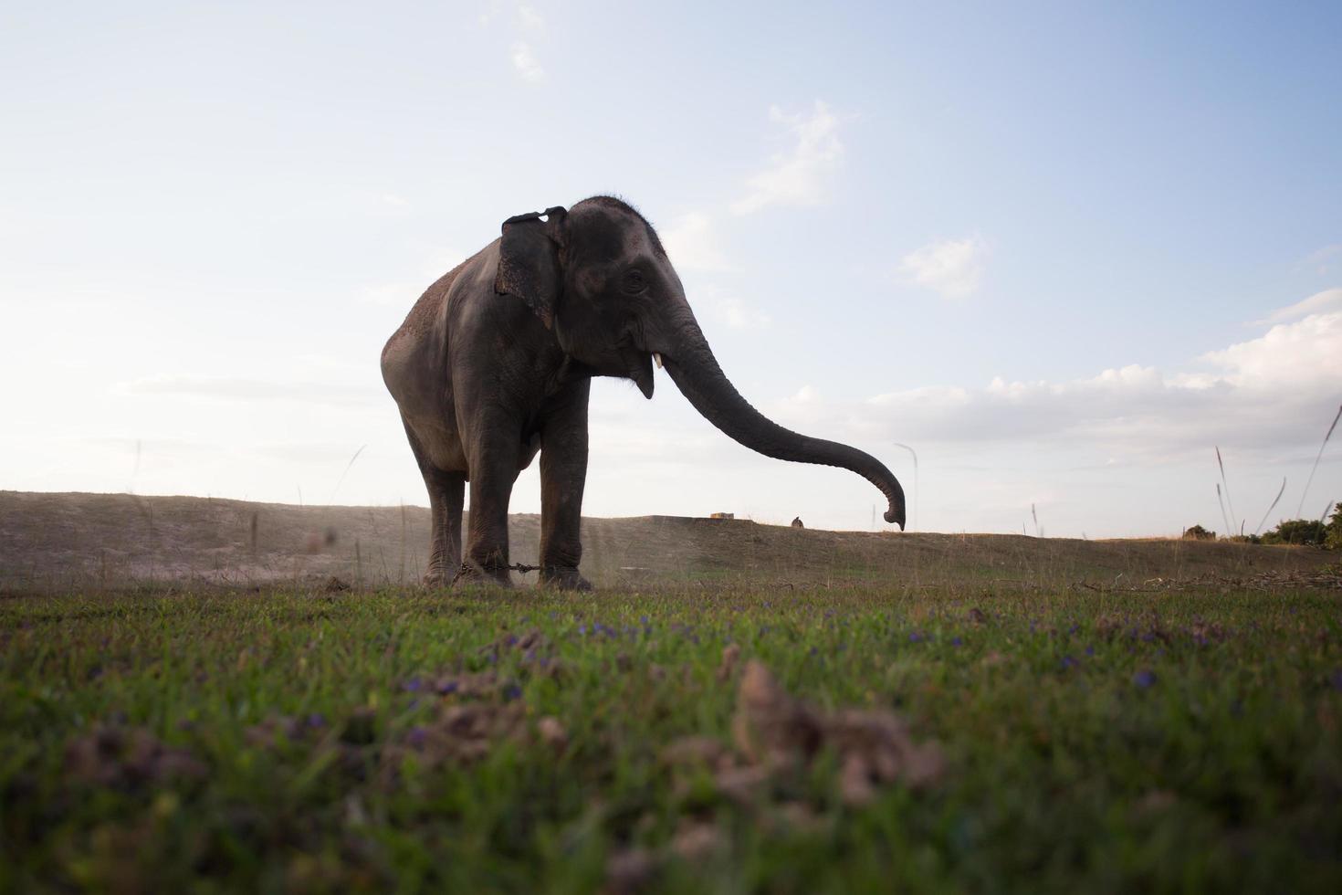 Asiatischer Elefant in Surin, Thailand foto