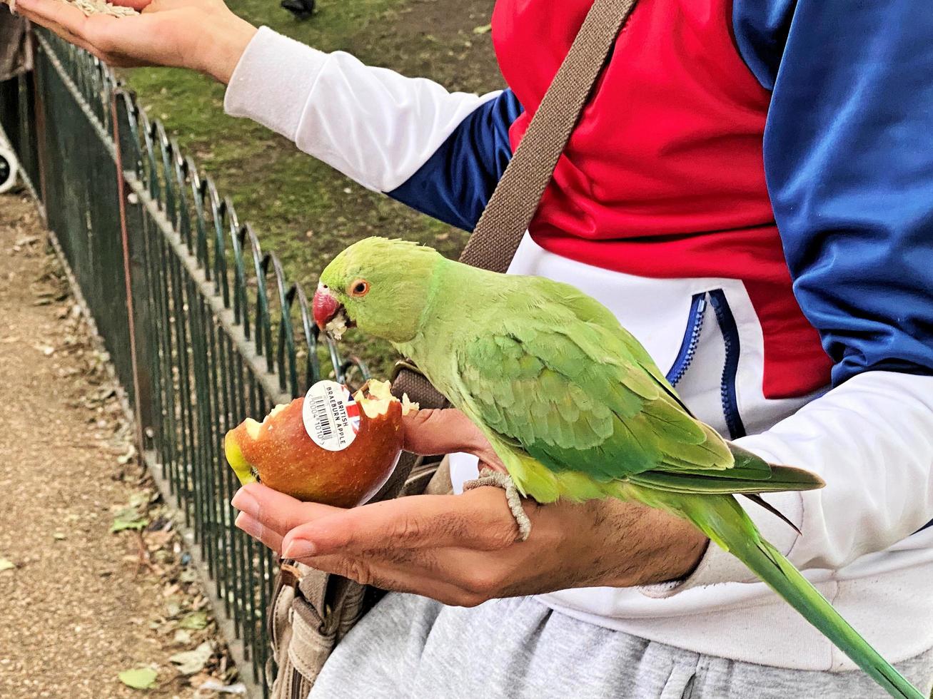 eine Nahaufnahme von einem Halsbandsittich foto