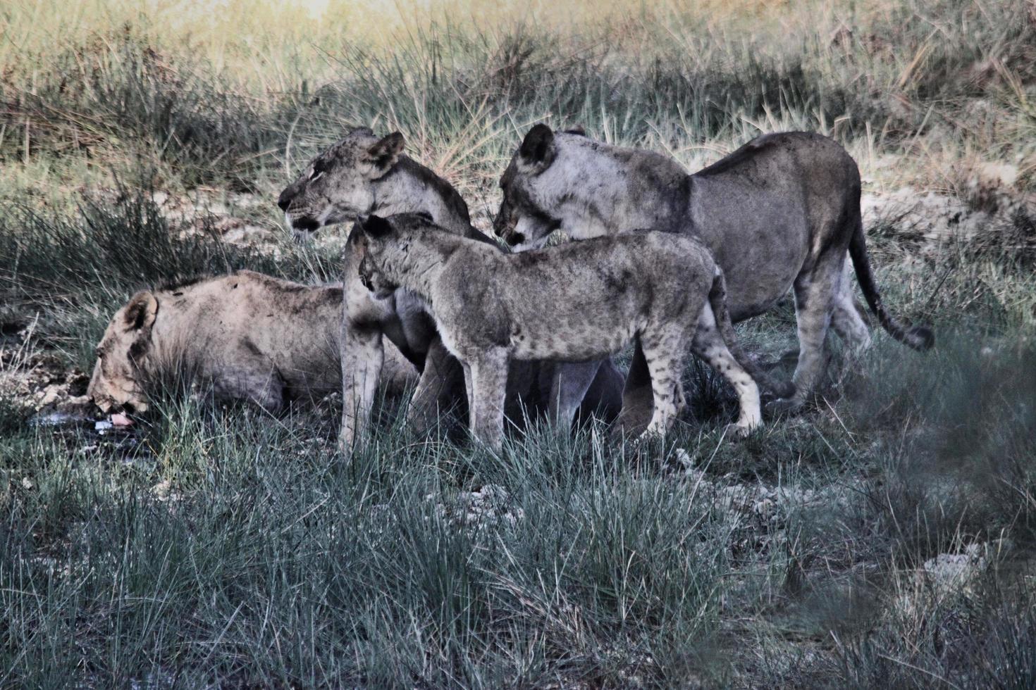 ein blick auf einen löwen in kenia foto