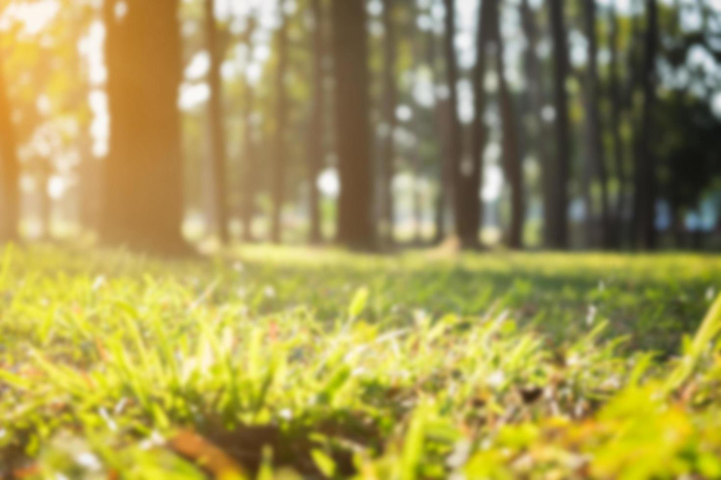 Waldnatur unter der Morgensonne verschwommenen Hintergrund. foto