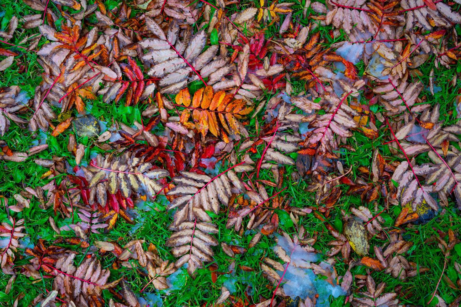 natürlicher natürlicher hintergrund mit herbstblättern auf dem gras foto