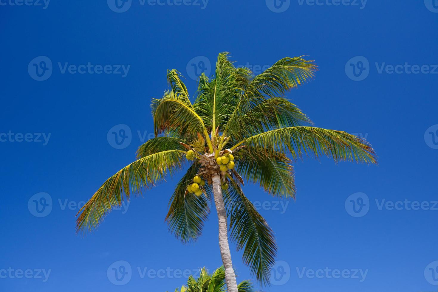 Kokospalme mit Kokosnüssen in Playa del Carmen, Mexiko foto