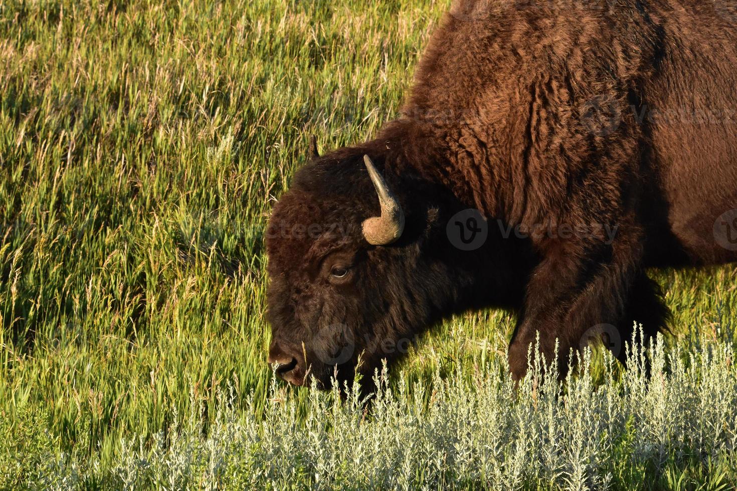 Atemberaubender Bison, der durch hohes Gras in South Dakota läuft foto