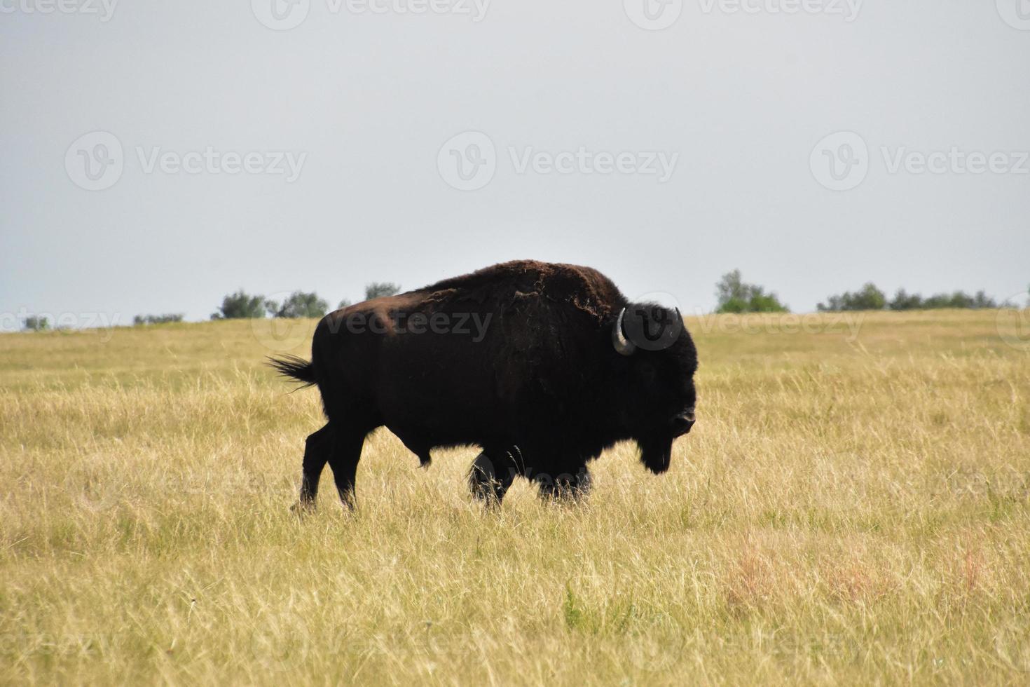 Bisonbulle, der auf der Suche nach einem Partner über die Prärie geht foto