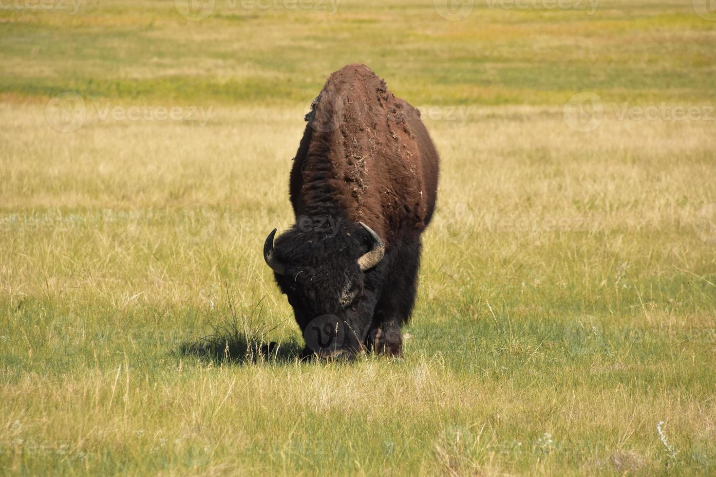 atemberaubender einzelner Bison, der auf der Prärie weidet foto