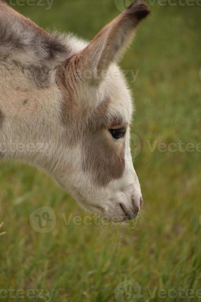 entzückender gefleckter weißer und brauner Baby-Esel foto