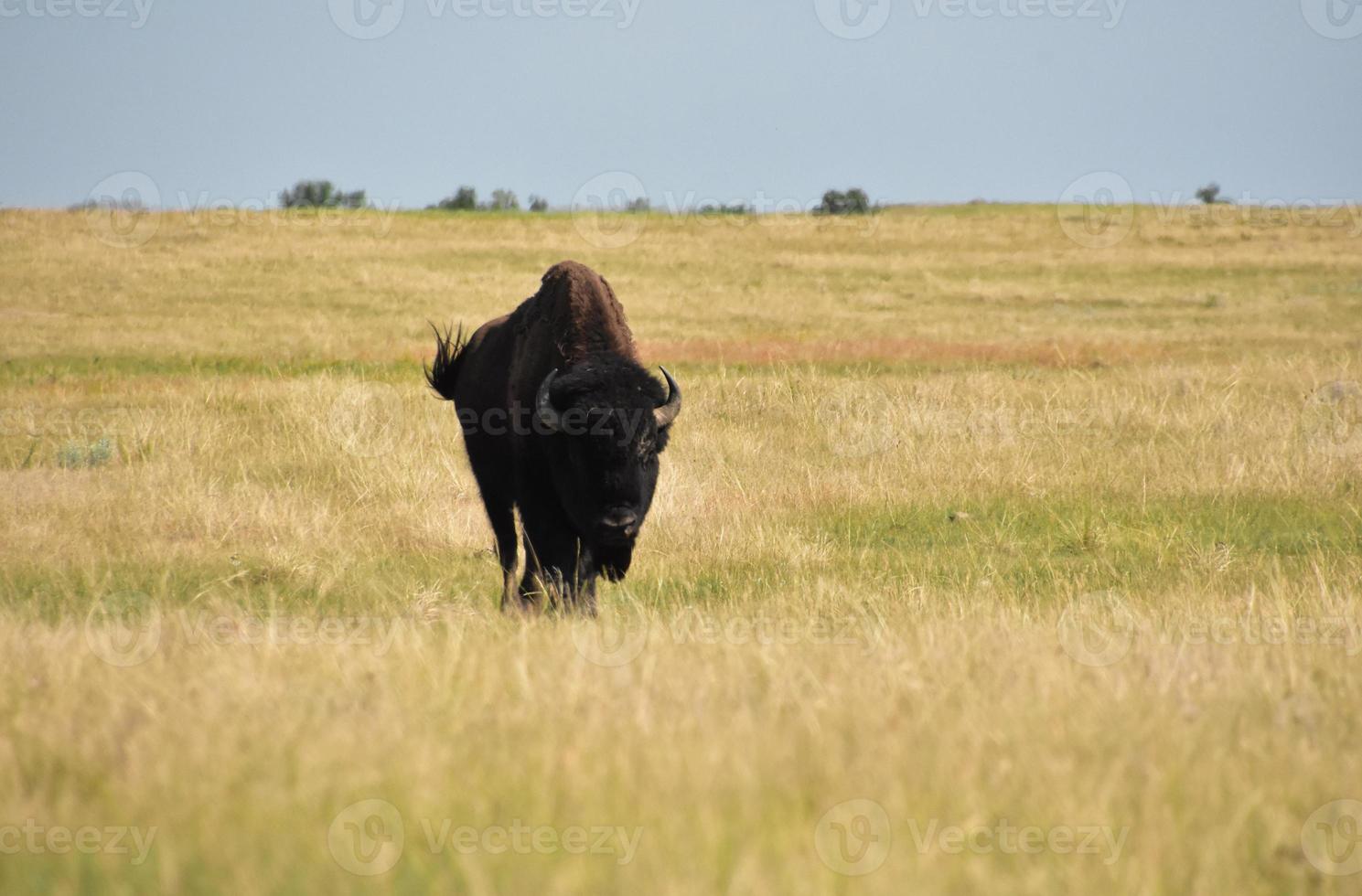 Amerikanischer Büffel, der sich durch die Gräser der Prärie schlängelt foto
