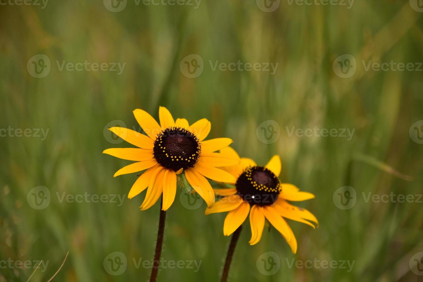 Paar blühende Black Eyed Susans in voller Blüte foto