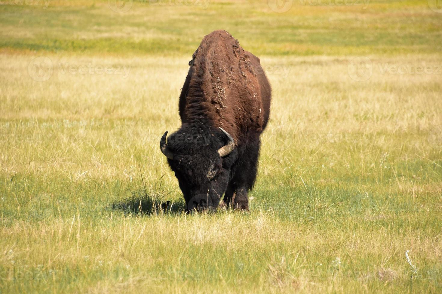 Amerikanischer Bison, der auf einer Graswiese weidet foto