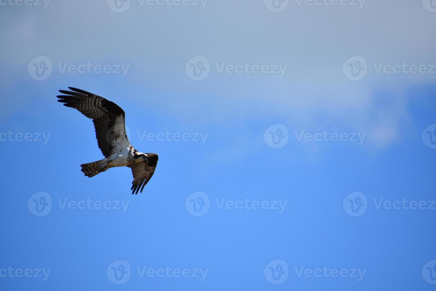 Fliegender Fischadler mit im Flug gefalteten Flügeln foto