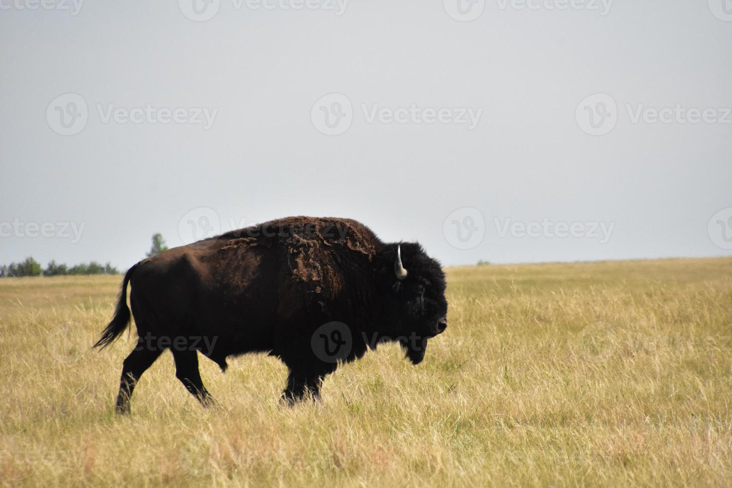 Amerikanischer Büffel zu Fuß durch eine große Wiese foto