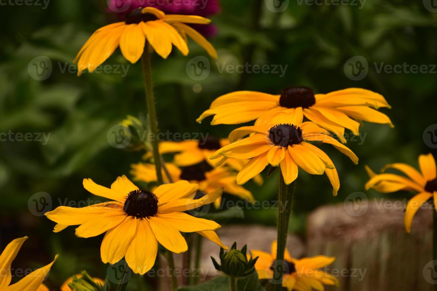 garten mit blühenden, schwarzäugigen susanblumen foto