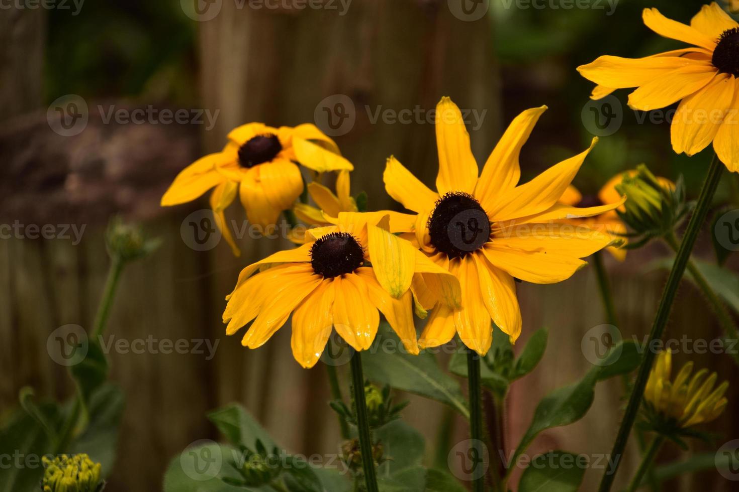 sehr hübsche schwarzäugige susan-blumen, die blühen foto