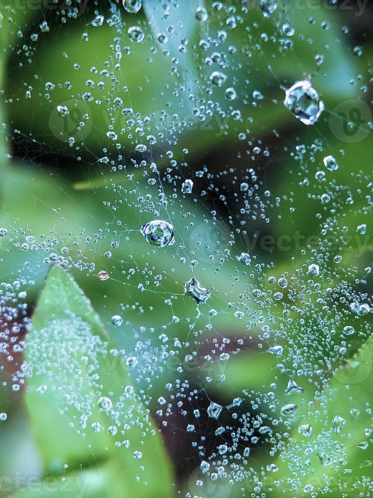 Tautropfen auf Spinnennetz am Morgen foto