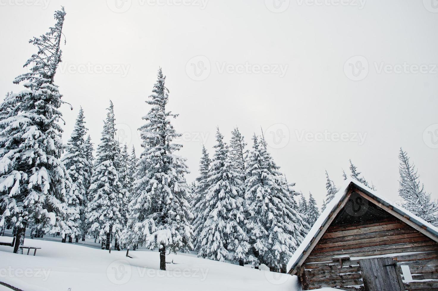 holzhaus bei schneebedeckten kiefern auf dem berg chomiak. schöne winterlandschaften der karpaten, ukraine. Frost Natur. foto