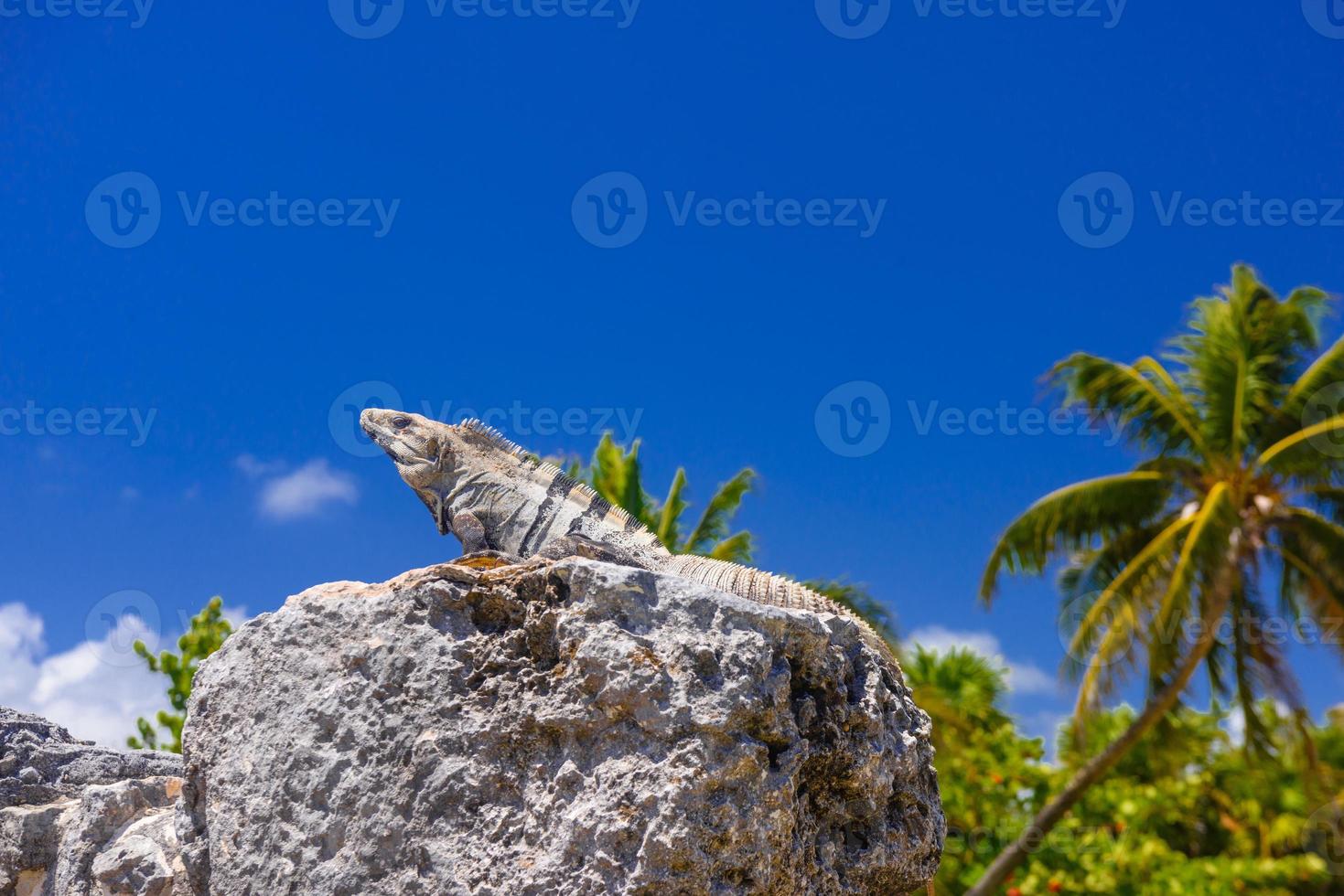 leguaneidechse in alten ruinen von maya in der archäologischen zone el rey in der nähe von cancun, yukatan, mexiko foto