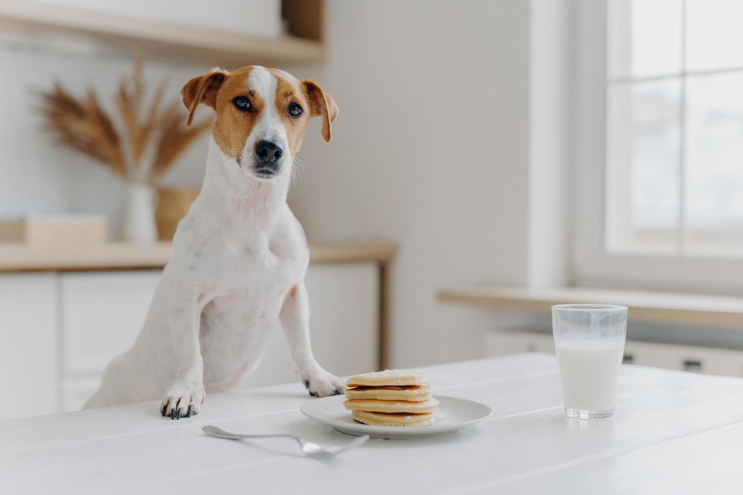 jack russell terrier hält beide pfoten auf dem tisch mit pfannkuchen, glas milch, posiert vor küchenhintergrund. leckeres Essen. Rassehund in moderner Wohnung foto