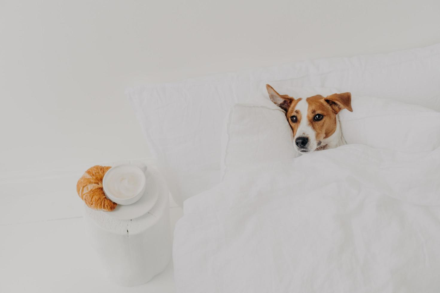 kleiner welpe liegt in einem weißen bequemen bett unter einer weichen decke köstlicher croissant cappuccino in der nähe. guten morgen und haustierkonzept. jack russel terrier im geräumigen weißen schlafzimmer hat gute erholung foto