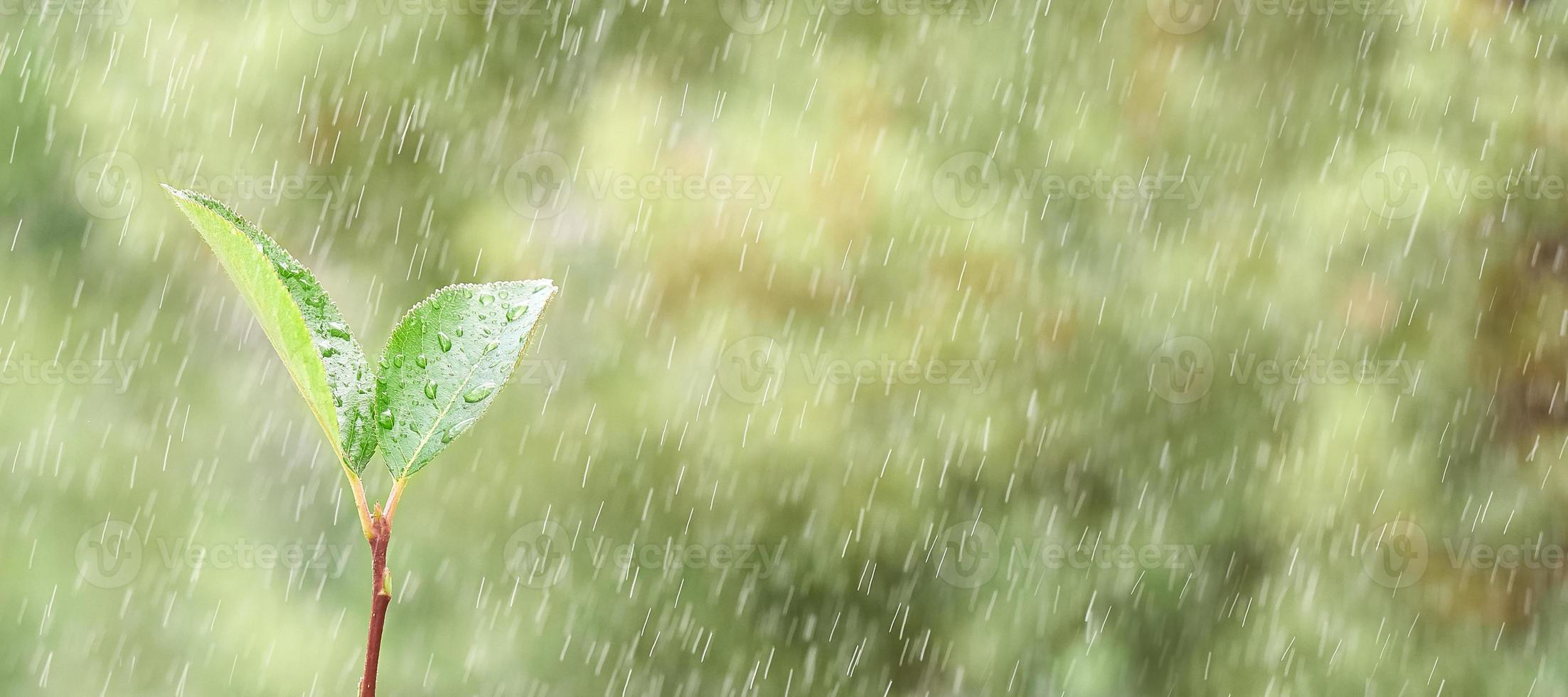 Frühlingspflanze wächst im Regen aus dem Boden, auf grünem Hintergrund in Unschärfe. Foto mit Kopierbereich.