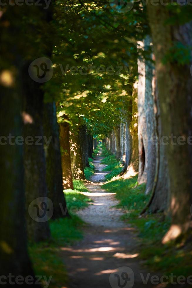 Landstraße durch Baumallee hinein foto