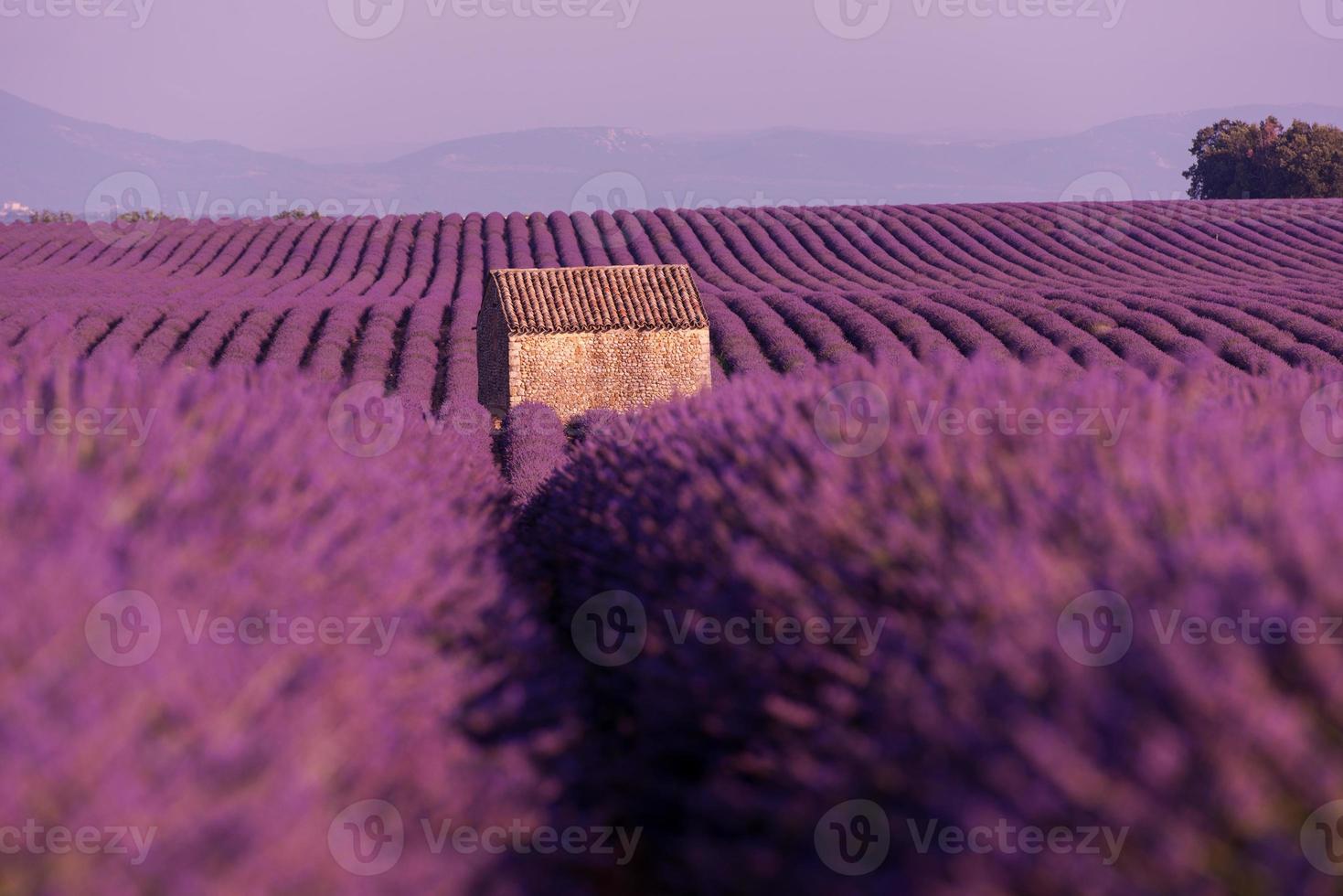 lila lavendelblumenfeld mit einsamem alten steinhaus foto