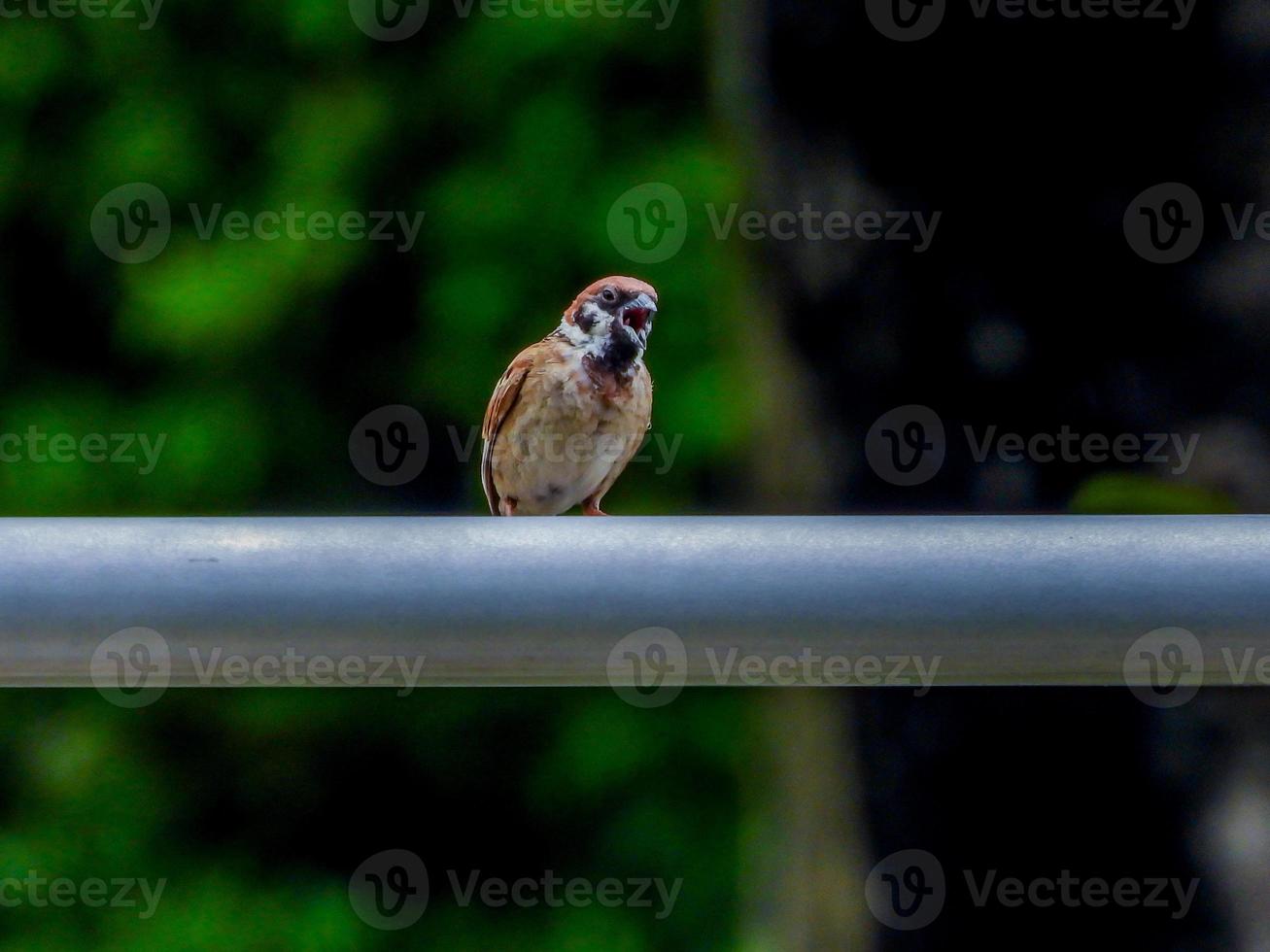 Spatz im Garten Unschärfe Hintergrund foto