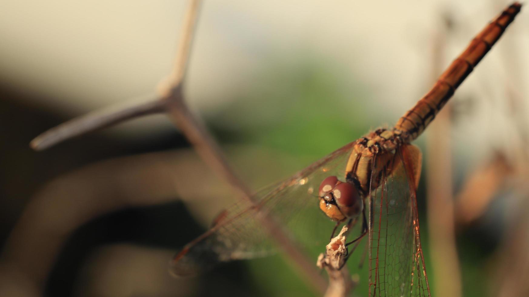 eine Libelle auf dem trockenen Ast foto