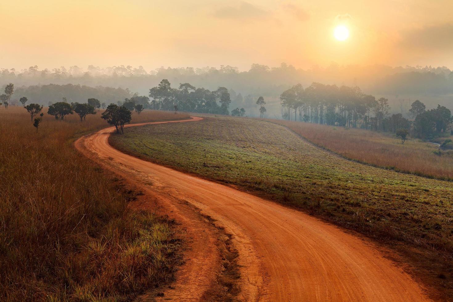 unbefestigte straße, die an einem nebligen morgen durch den frühfrühlingswald im thung salang luang nationalpark phetchabun, thailand führt foto