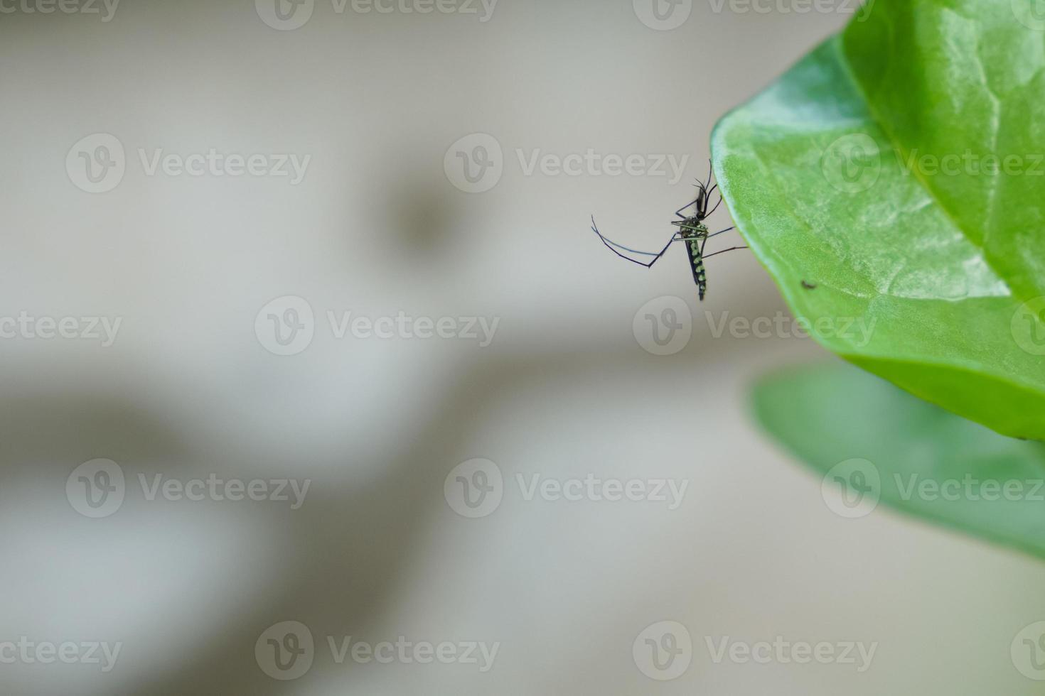 Aedes-Mücken übertragen während der Regenzeit das Dengue-Fieber. wir müssen sehr vorsichtig sein. foto