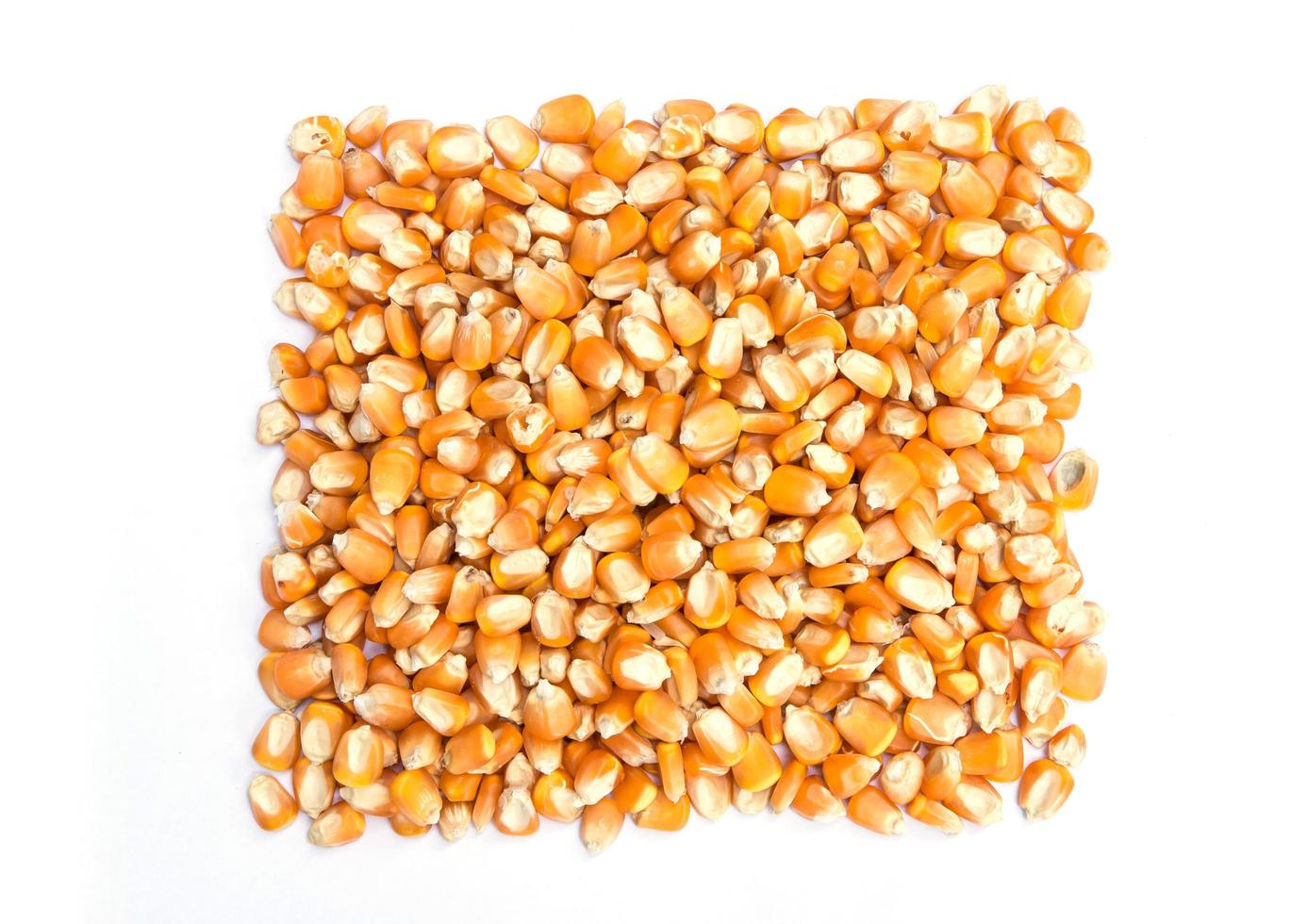 Haufen getrockneter Mais isoliert auf weißem Hintergrund foto