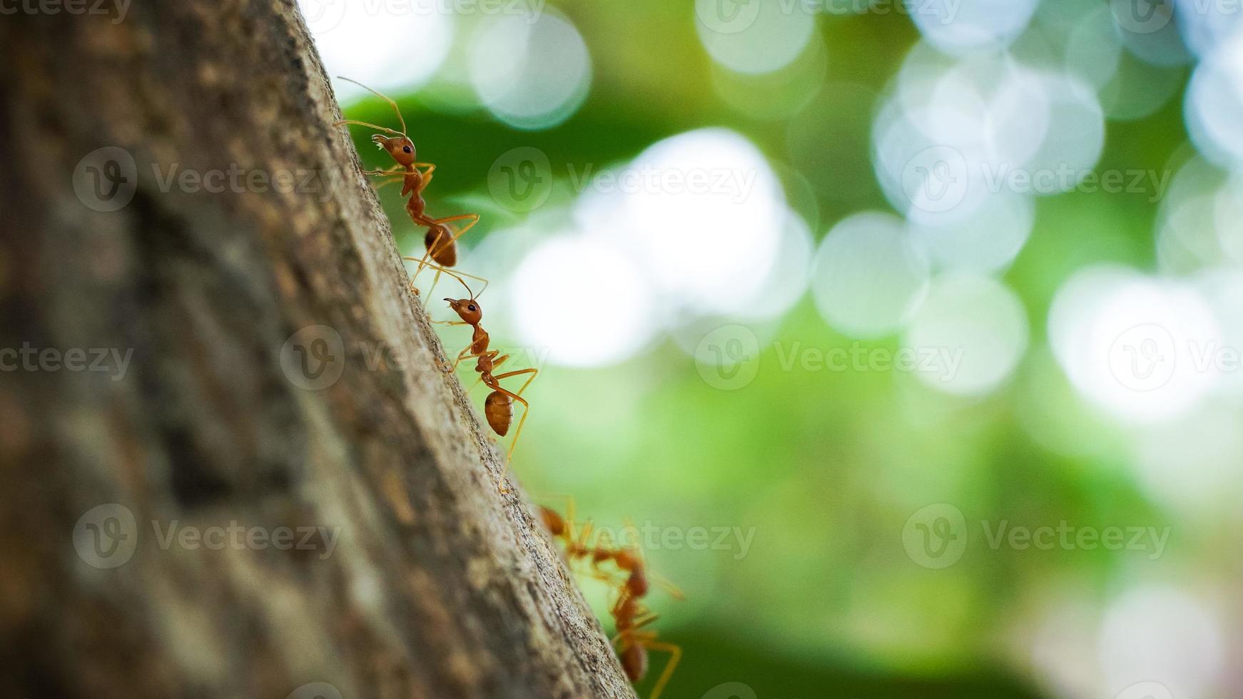 der Kampf der roten Ameisen und der wilden roten Ameisen. foto