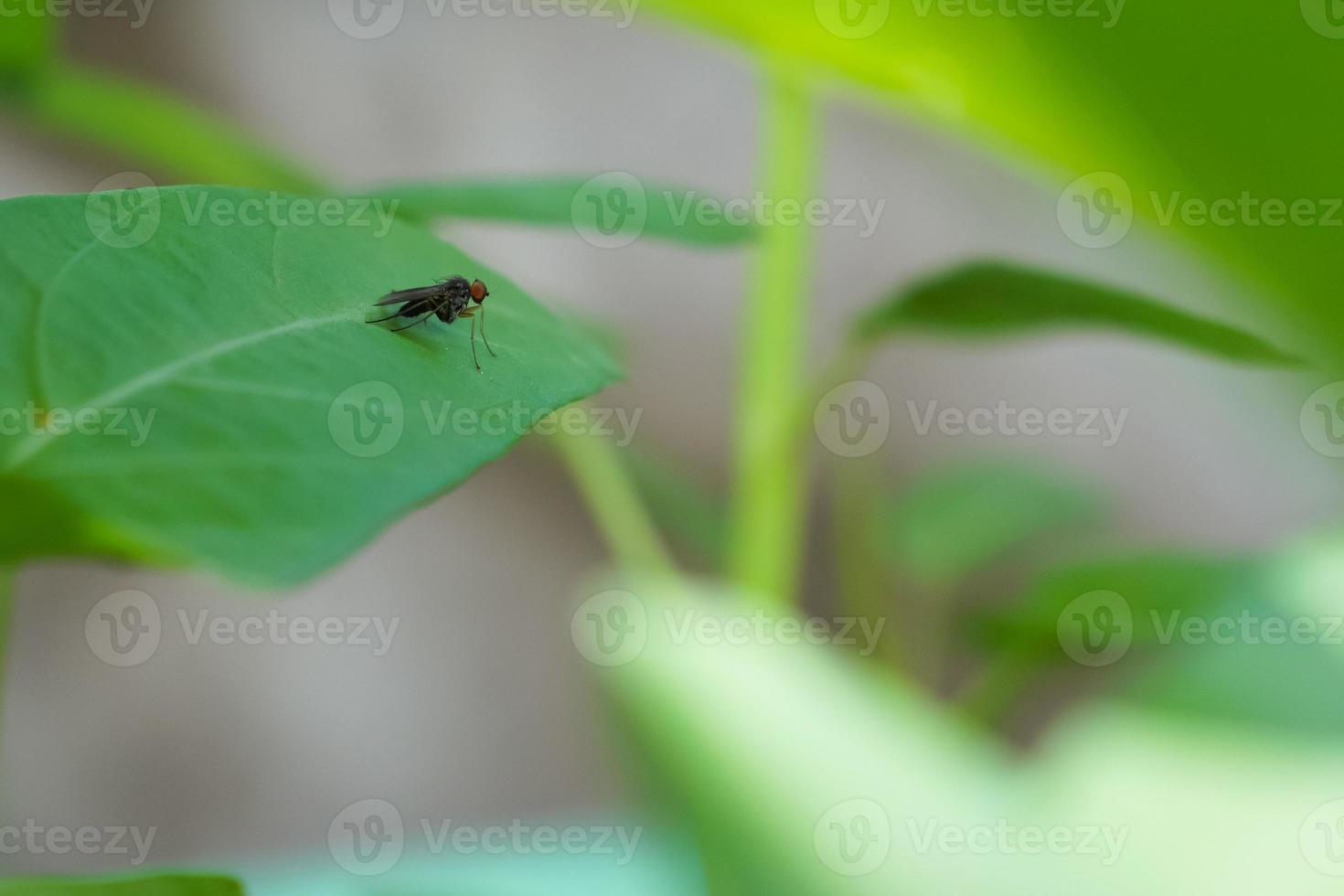 Fliegen sind Überträger von Magen-Darm-Erkrankungen, wir müssen sehr vorsichtig sein. foto