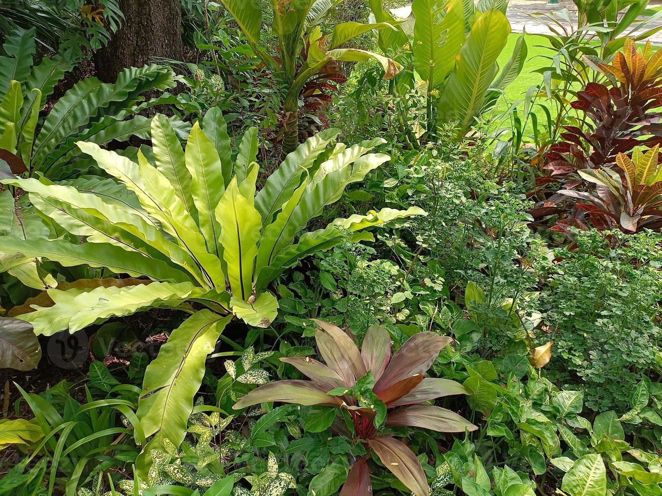 pflanzen botanische tropische blatt wachstum natur umwelt ökologie gartenarbeit hintergrund landschaft frühling bilder foto
