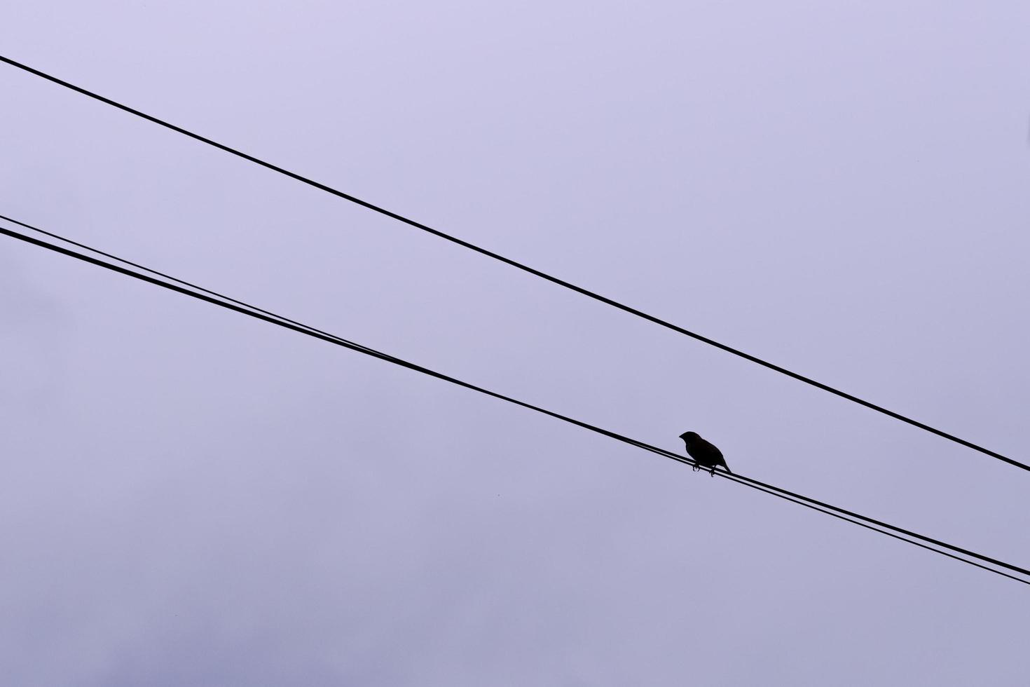 kleiner Vogel auf Drähten. Vogelsilhouette, die auf separaten Drähten auf dunklem Himmelshintergrund thront. foto