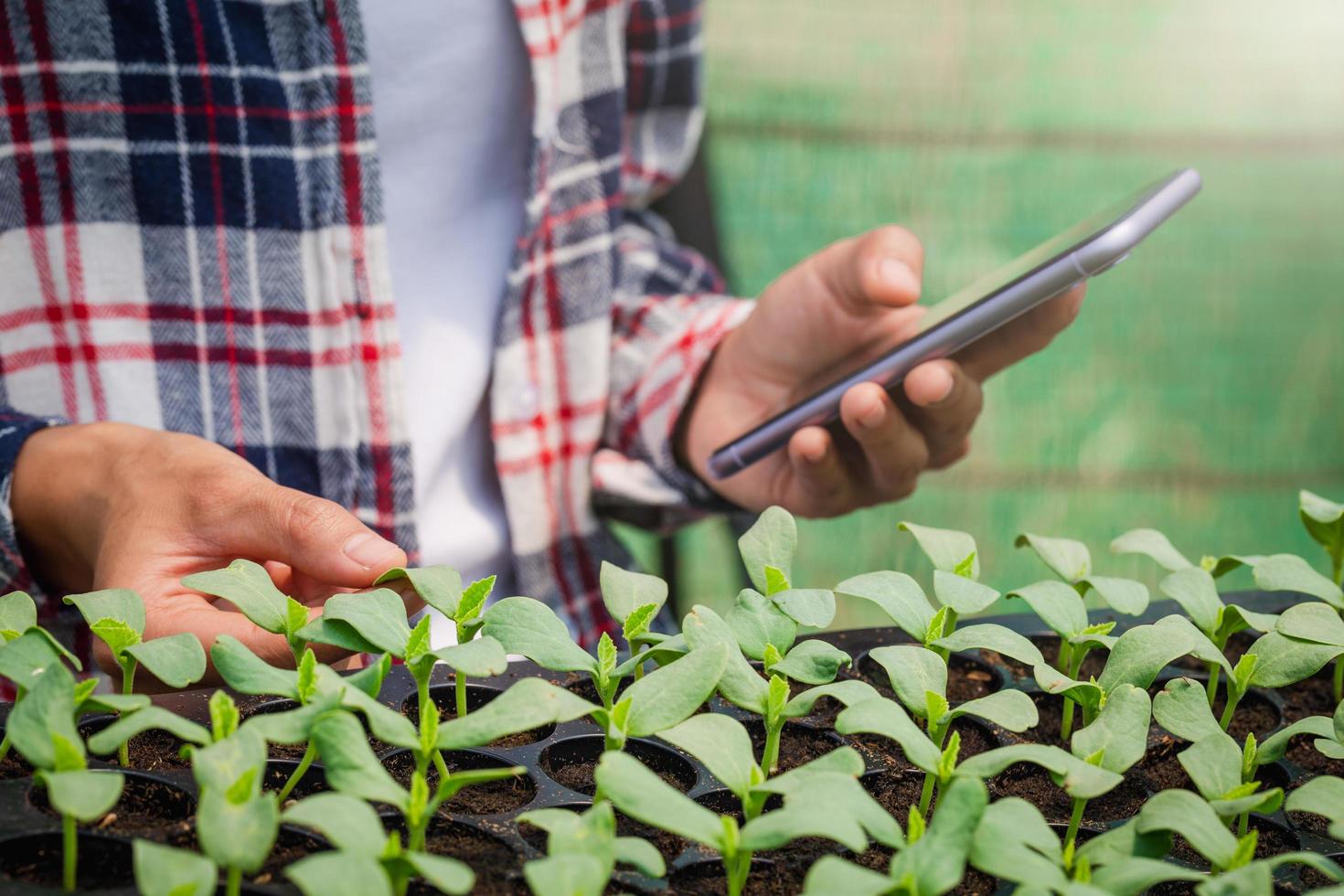 Nahaufnahme der Hand eines Bauern, die Setzlinge überprüft und Daten auf einem Mobiltelefon in Gewächshäusern, Pflanzenpflege und -schutz aufzeichnet. foto