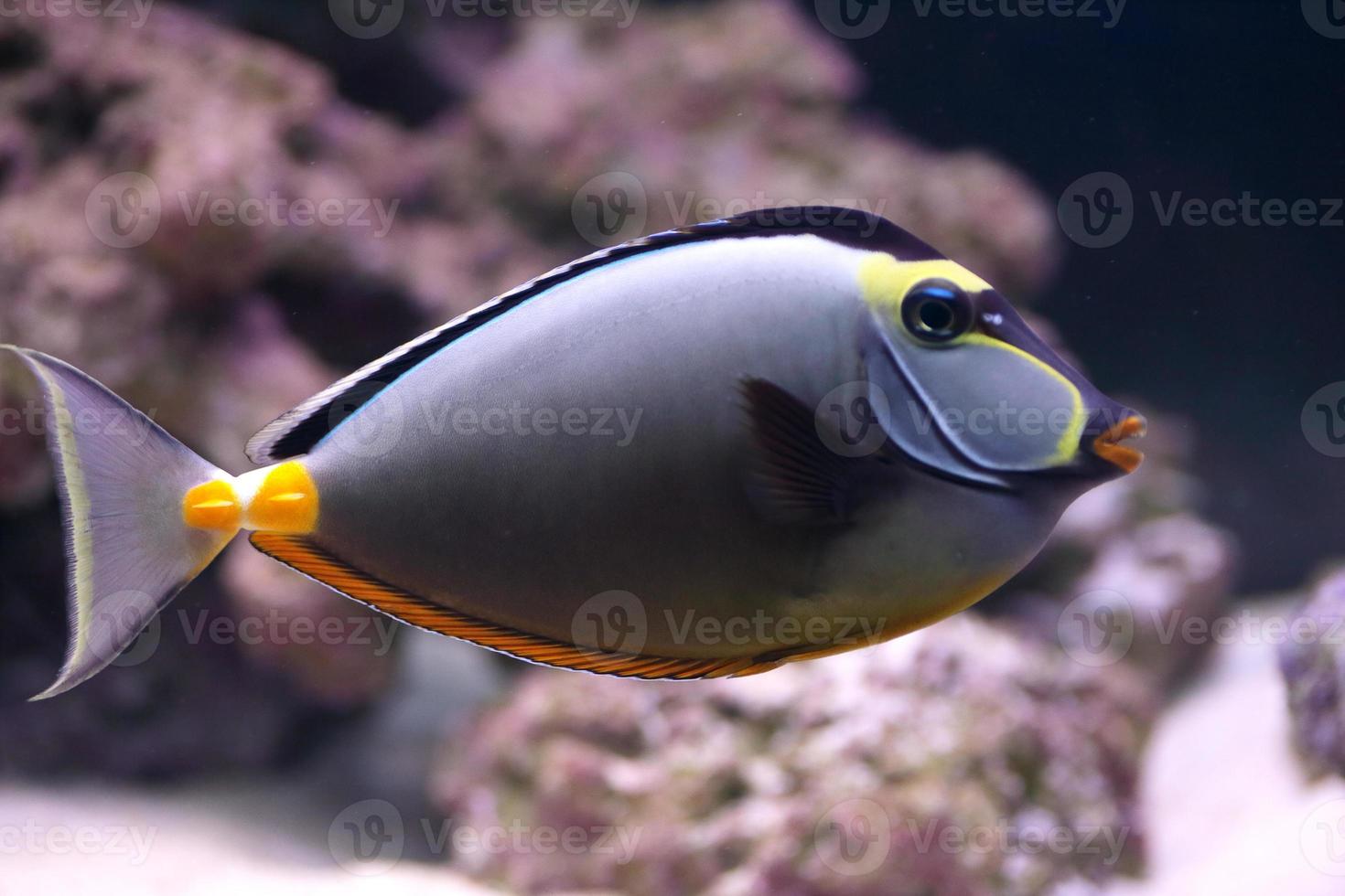 eleganter Einhornfisch im Aquarium foto