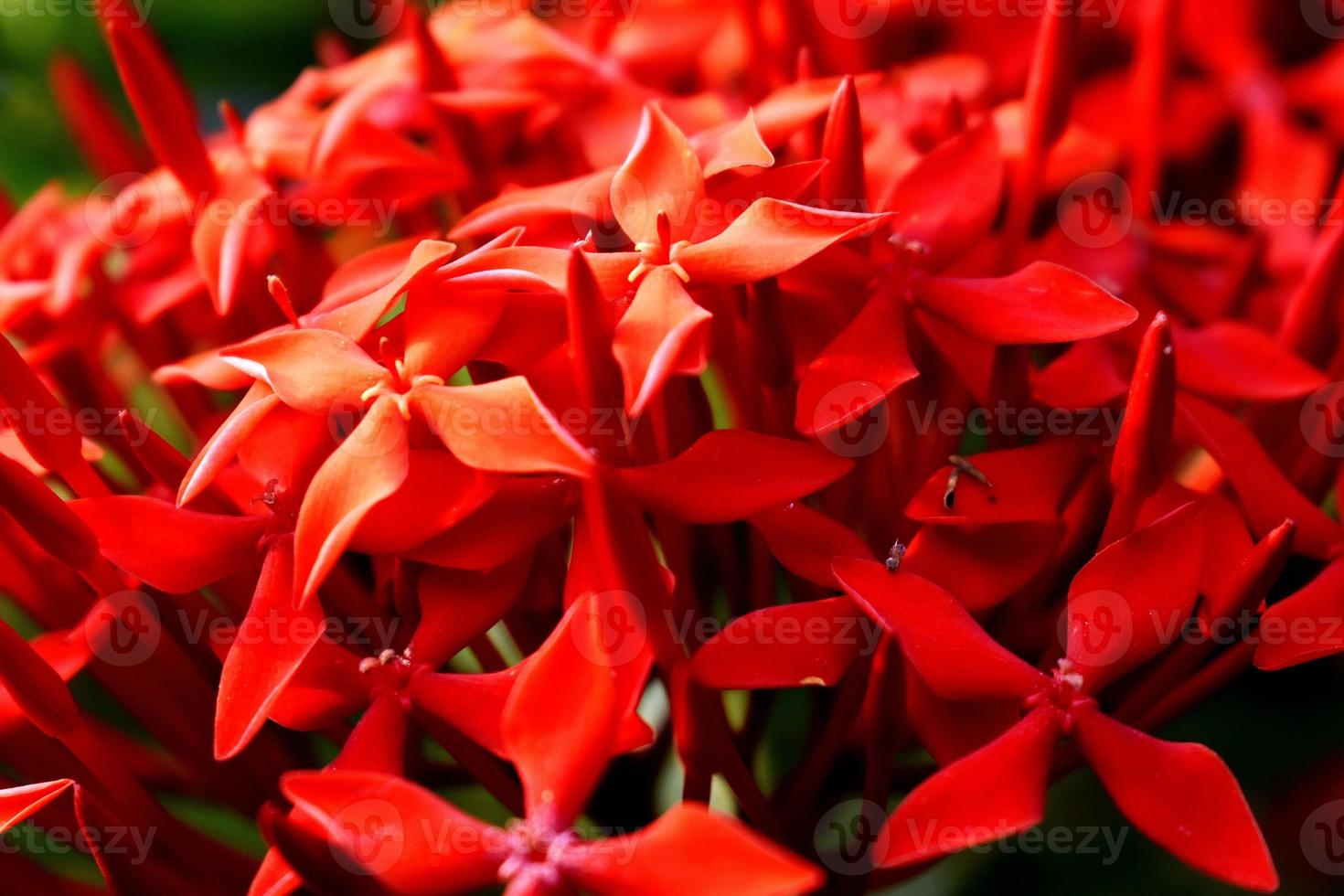 Strauß roter Blumen foto