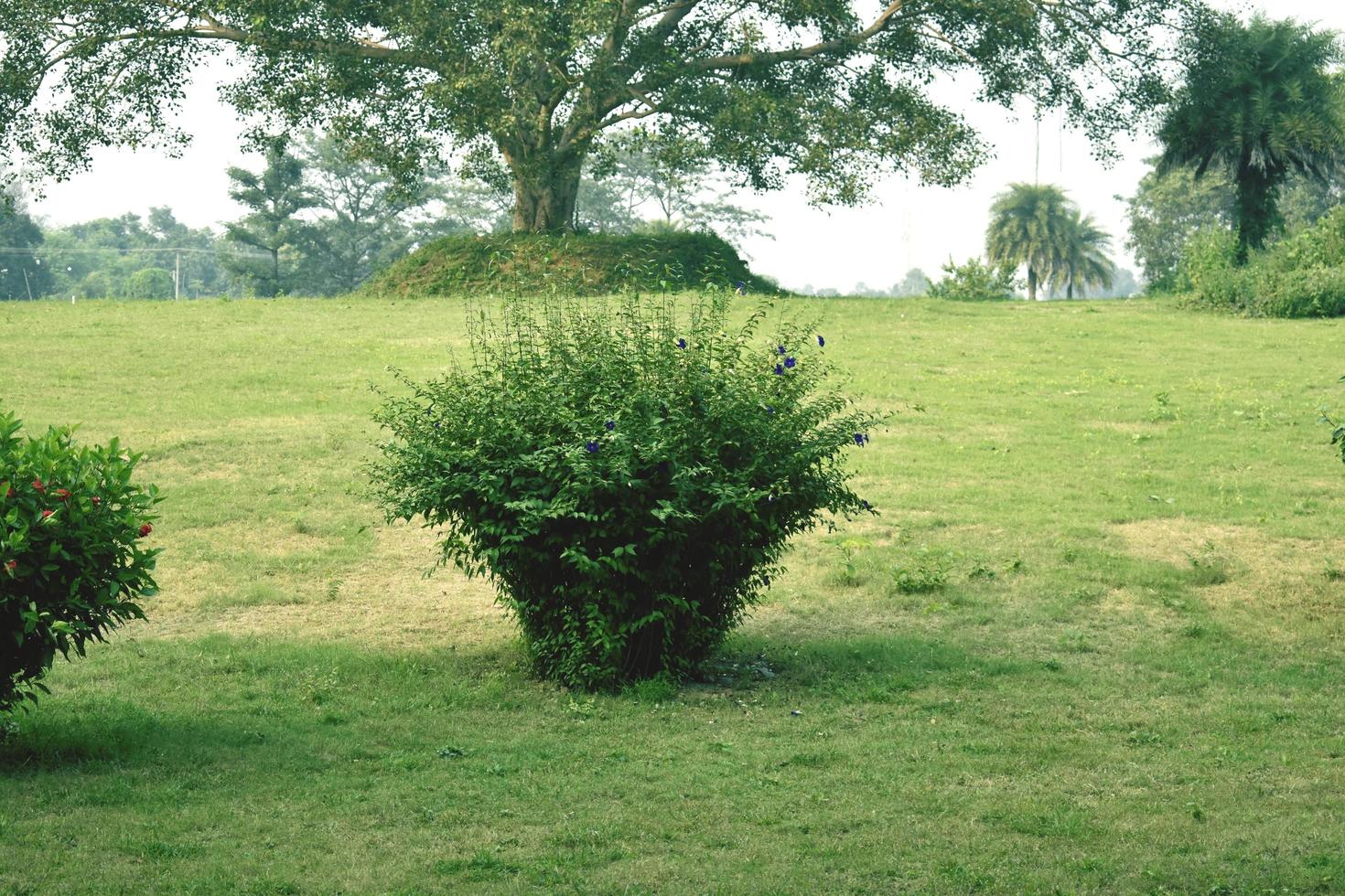 Wiese und Gras foto