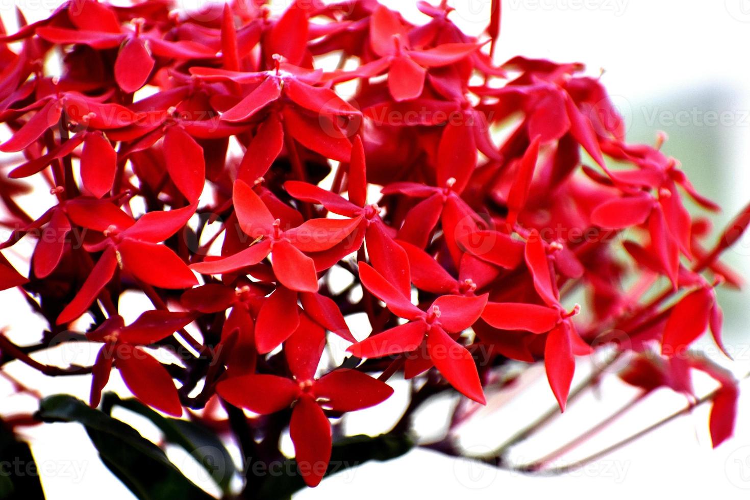 ein Strauß frischer roter Blumen foto