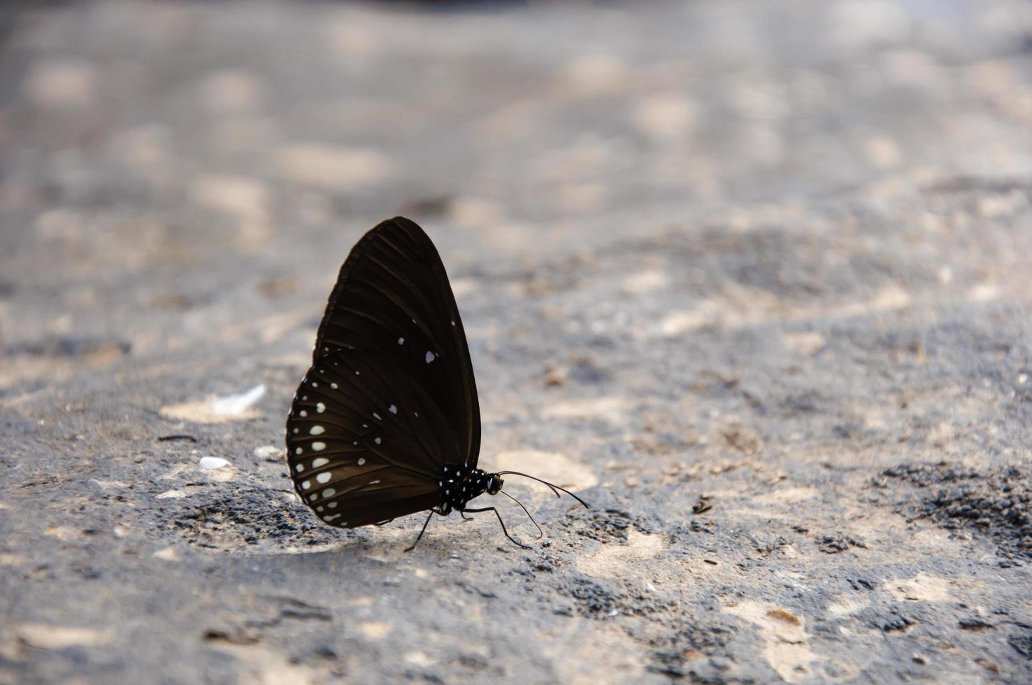 Schmetterling auf den Felsen foto