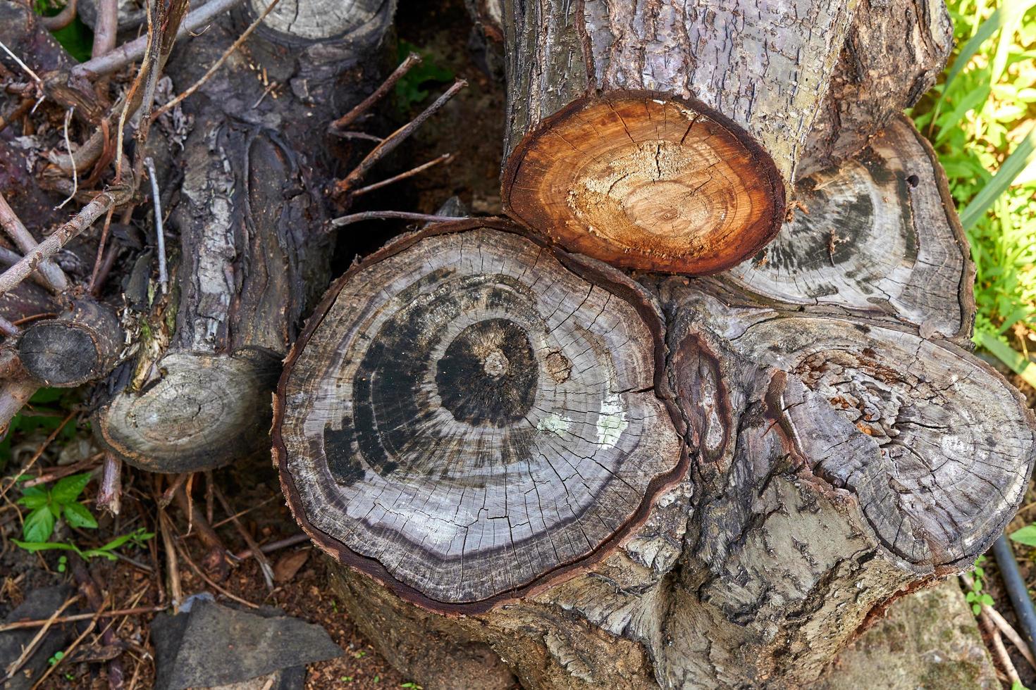 trockene Stümpfe aus gesägtem Holz. foto