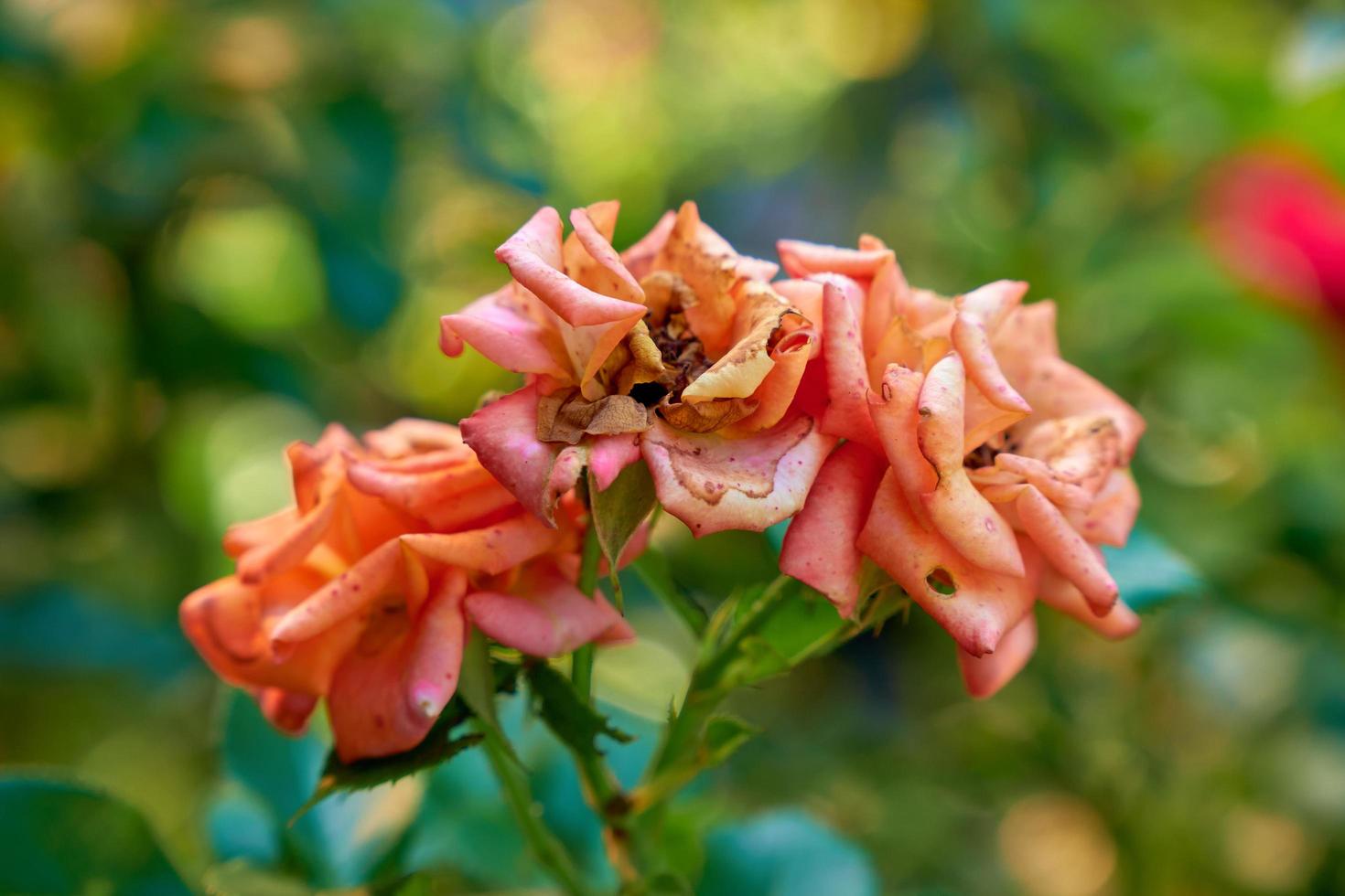 verwelkte Rosen mit fallenden Blättern. foto