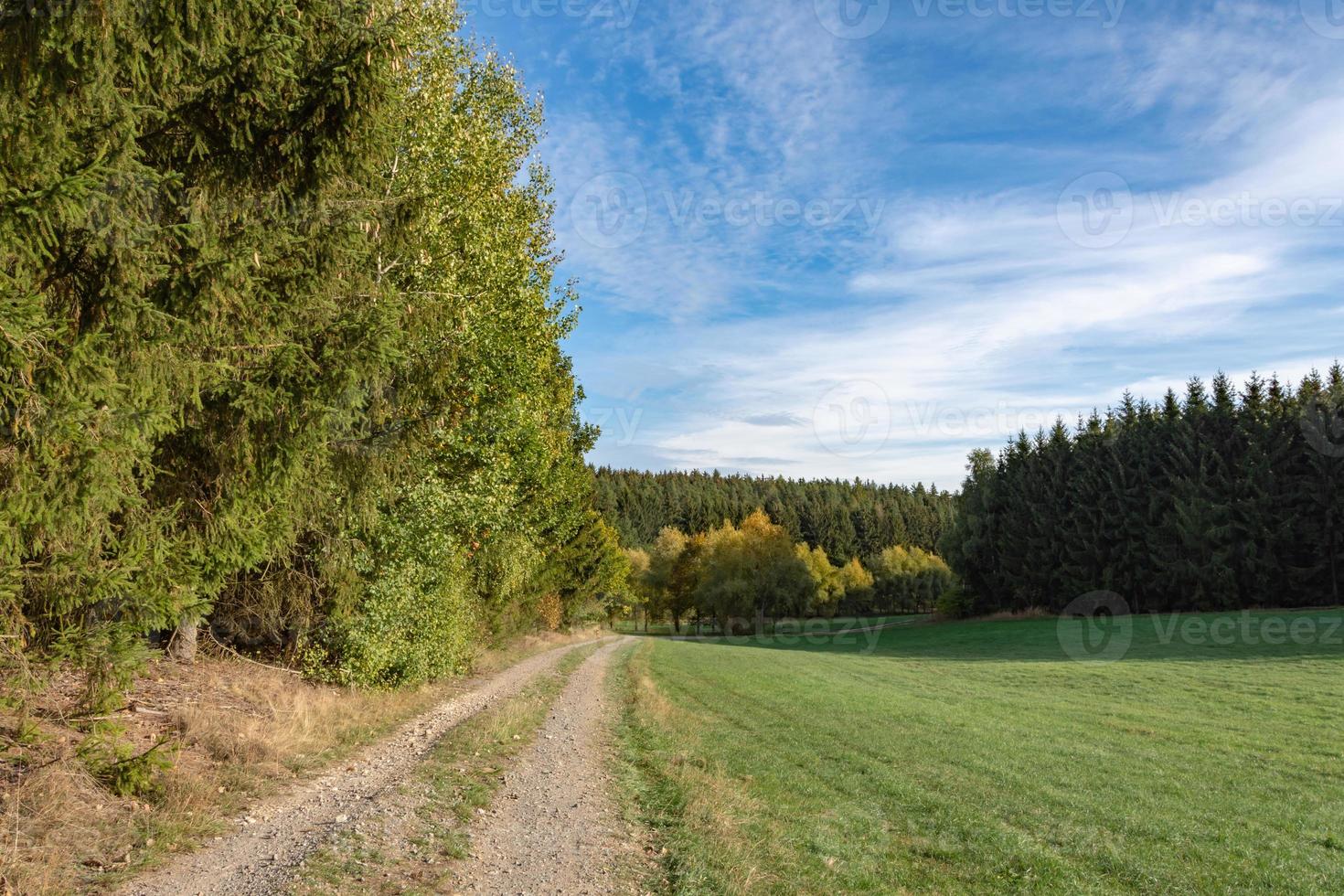 Waldlandschaft im Herbst foto